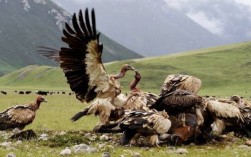 山鹰和秃鹫为什么反目成仇？山鹰公安项目