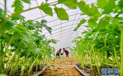 建农业蔬菜大棚国家有什么补贴？广东农业融资项目
