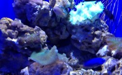 大连圣亚海洋世界珊瑚馆有什么？大连圣亚 项目