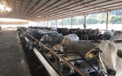 在瑞丽哪里可以买到缅甸牛？瑞丽肉牛养殖项目