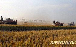 洁田稻什么品种最好？兴农扶贫项目 安徽