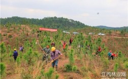 林业局人员可以承包植树吗？林业局有什么项目