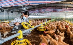 2021国家重点扶持农业项目有鸡鸭吗？比较好的农业项目