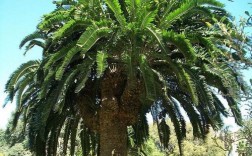 世界上第一棵树是怎么样进化而来的？莱阳棕榈项目部