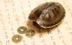 乌龟服乌龟模式给的币怎么用？乌龟币钱包下载