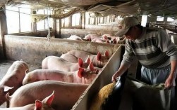 2021年东北农村养殖赚钱项目？东北猪场项目