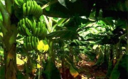 香蕉如何种植？利润和市场前景如何？项目盈利前景预测