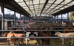 牲畜交易市场审批手续？商业市场项目申请