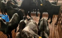 努比亚黑山羊可引到东北养殖吗？东北合作养殖项目