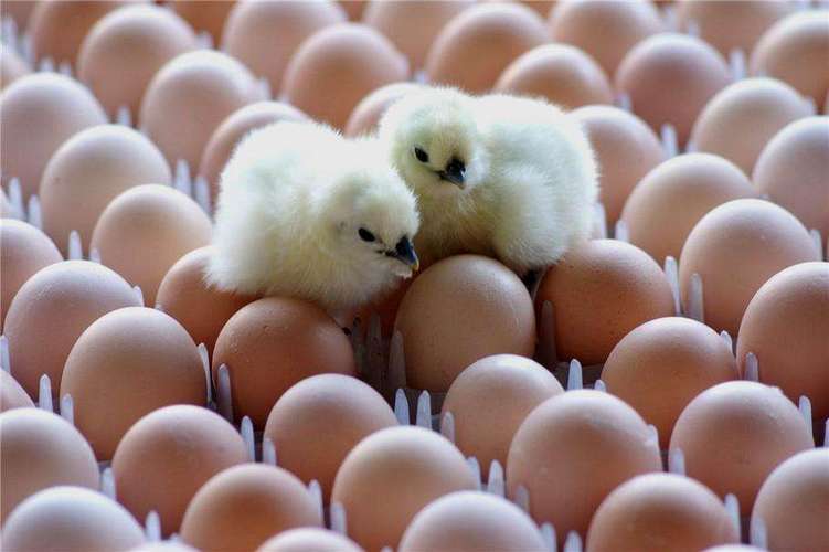 提高种蛋孵化率的措施有哪些？提高项目孵化能力-图2